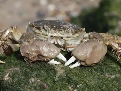 长江洄游蟹 vs 池塘养殖蟹：研究揭示野生蟹体型更壮的秘密
